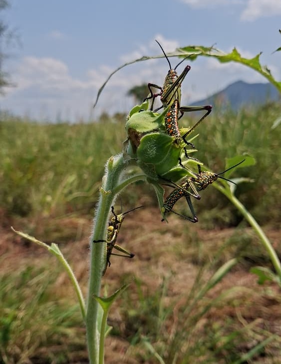 Double Threat to Food Production: Drought and Suspected Locust Invasion Alarm Farmers in Eastern Equatoria
