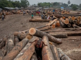 DRC’s Logging Crossroads: Why Plans to Lift a 24-Year Forest Moratorium Are Raising Global Alarm