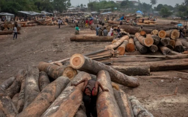 DRC’s Logging Crossroads: Why Plans to Lift a 24-Year Forest Moratorium Are Raising Global Alarm