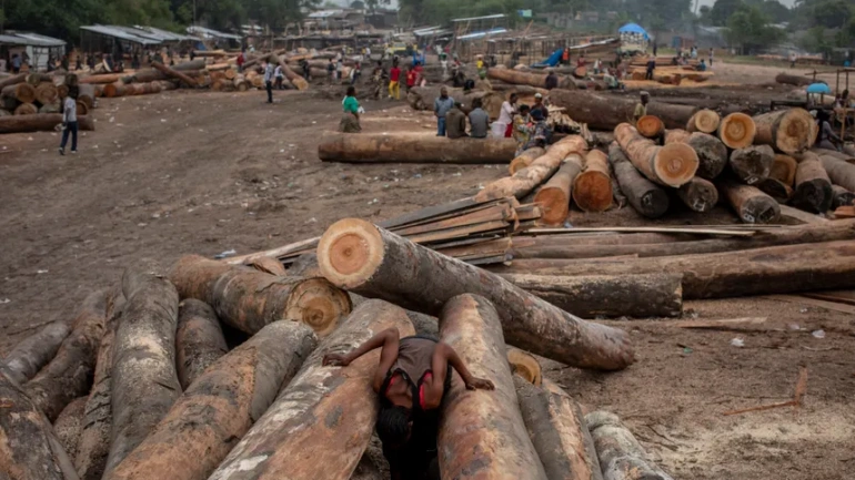 DRC’s Logging Crossroads: Why Plans to Lift a 24-Year Forest Moratorium Are Raising Global Alarm