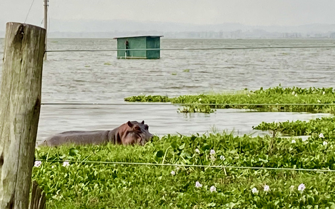 The Other Climate Refugees: As Lake Naivasha Rises, Wildlife Is Running Out of Space Too