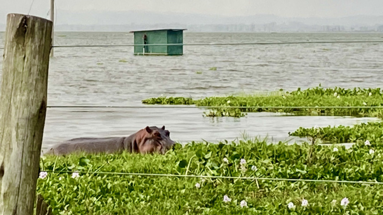 The Other Climate Refugees: As Lake Naivasha Rises, Wildlife Is Running Out of Space Too