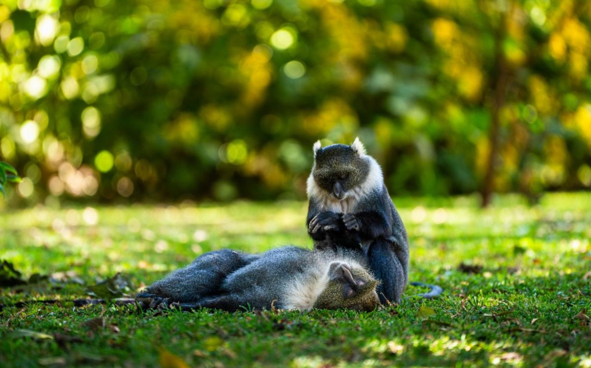 27 Wildlife Organisations Demand Permanent End to Vantara’s Animal Imports