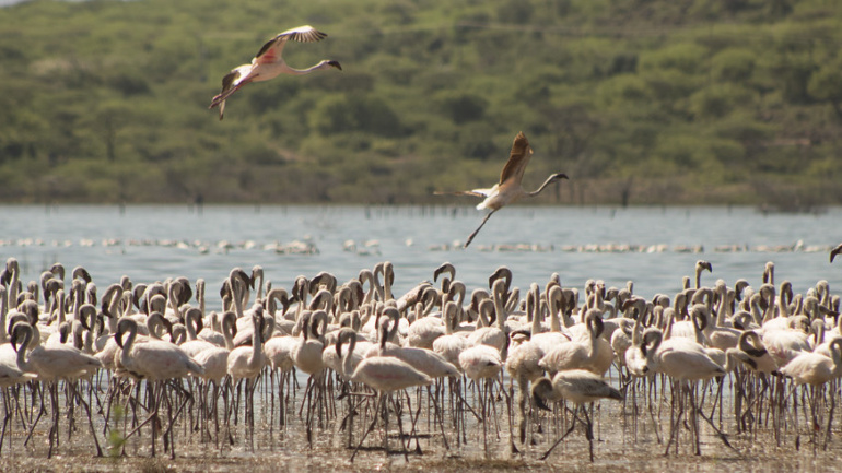 Lake Baringo and Lake Bogoria Close In, Communities Lose Homes