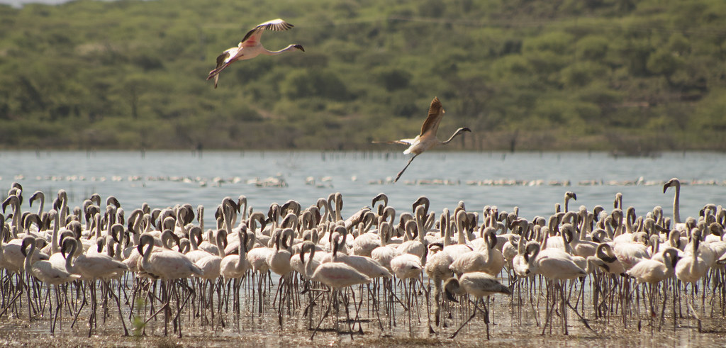 Lake Baringo