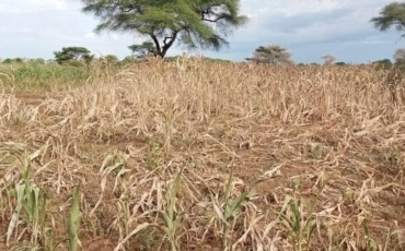 Eight Die of Hunger as Food Crisis Deepens in South Sudan’s Lafon County