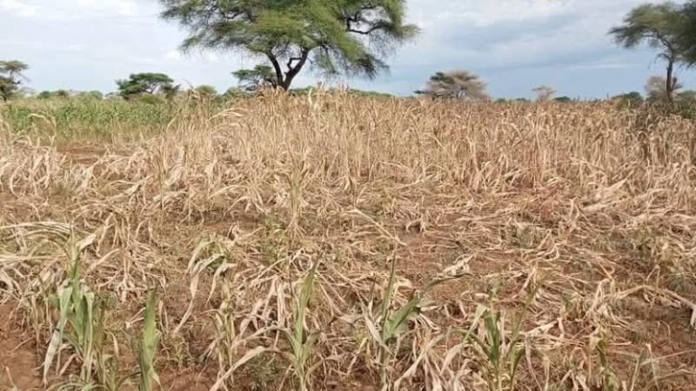 Eight Die of Hunger as Food Crisis Deepens in South Sudan’s Lafon County