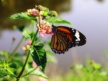 Biodiversity COP17: What Nairobi’s SBSTTA-28 Talks Set in Motion