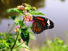 Biodiversity COP17: What Nairobi’s SBSTTA-28 Talks Set in Motion
