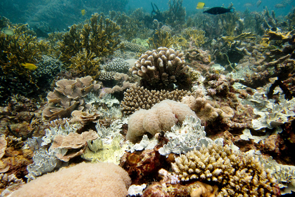 coral reefs