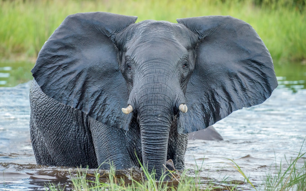 From Poaching to Conflict: How Data Is Reshaping Africa’s Elephant Strategy