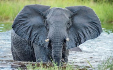 From Poaching to Conflict: How Data Is Reshaping Africa’s Elephant Strategy