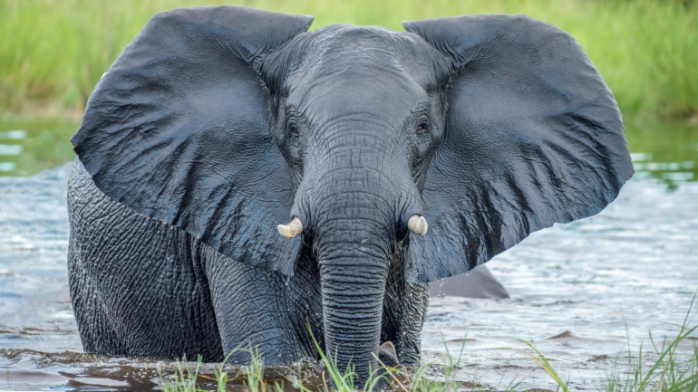 From Poaching to Conflict: How Data Is Reshaping Africa’s Elephant Strategy