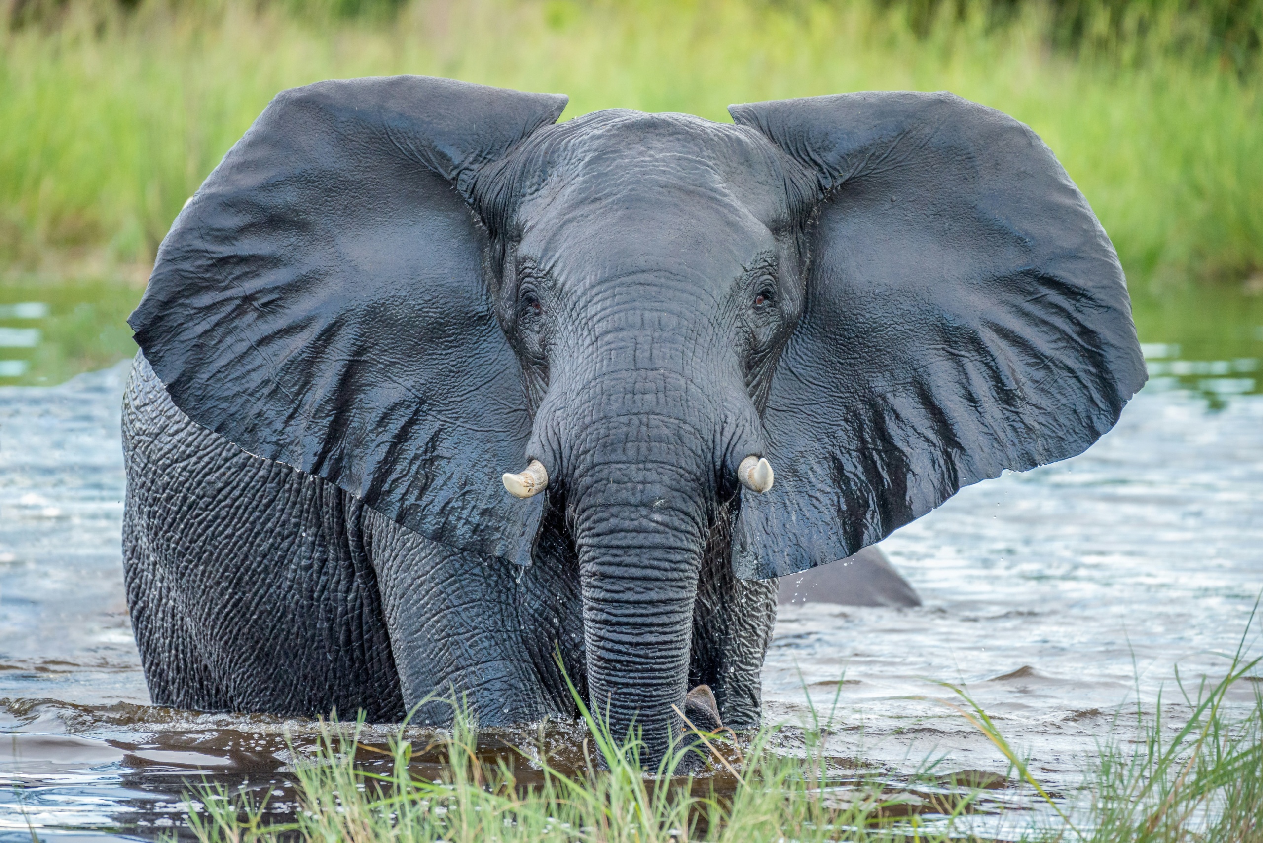 Elephant