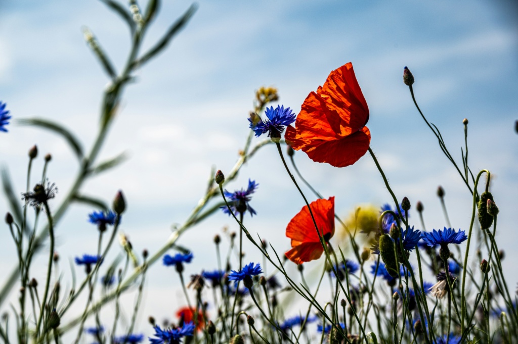 biodiversity