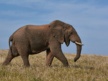 One Elephant, Many Treaties: Why Africa’s Wildlife Data Systems Need to Talk to Each Other