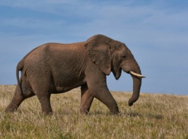 One Elephant, Many Treaties: Why Africa’s Wildlife Data Systems Need to Talk to Each Other