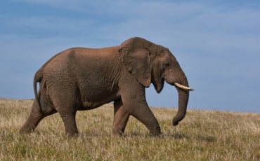 One Elephant, Many Treaties: Why Africa’s Wildlife Data Systems Need to Talk to Each Other