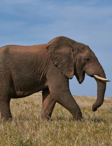 One Elephant, Many Treaties: Why Africa’s Wildlife Data Systems Need to Talk to Each Other