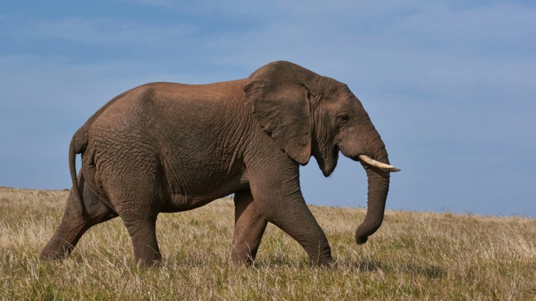 One Elephant, Many Treaties: Why Africa’s Wildlife Data Systems Need to Talk to Each Other