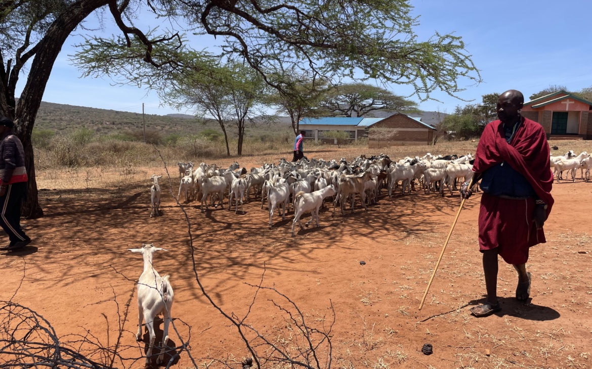 The Goat, the Market and the Dryland: Heifer International’s Push for Livestock Resilience