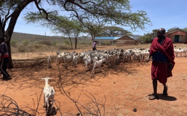 The Goat, the Market and the Dryland: Heifer International’s Push for Livestock Resilience