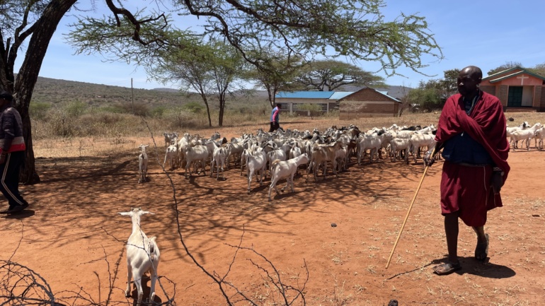 The Goat, the Market and the Dryland: Heifer International’s Push for Livestock Resilience