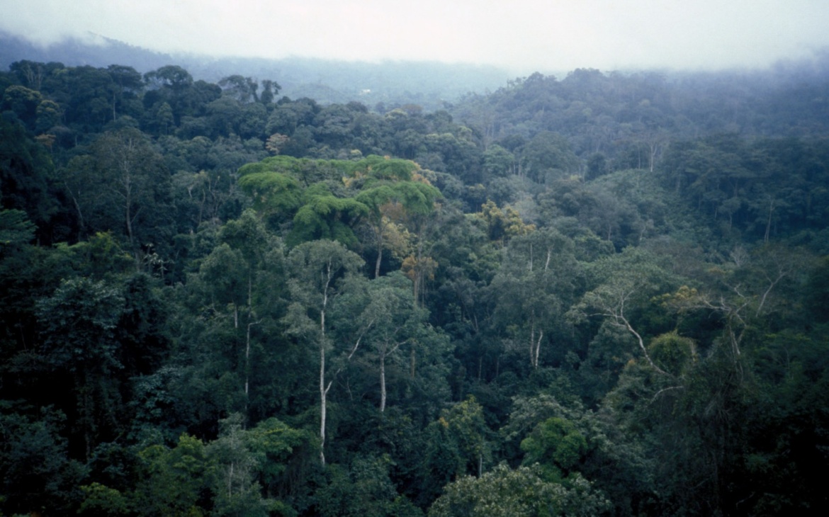 Africa’s carbon markets face their first real test under Article 6