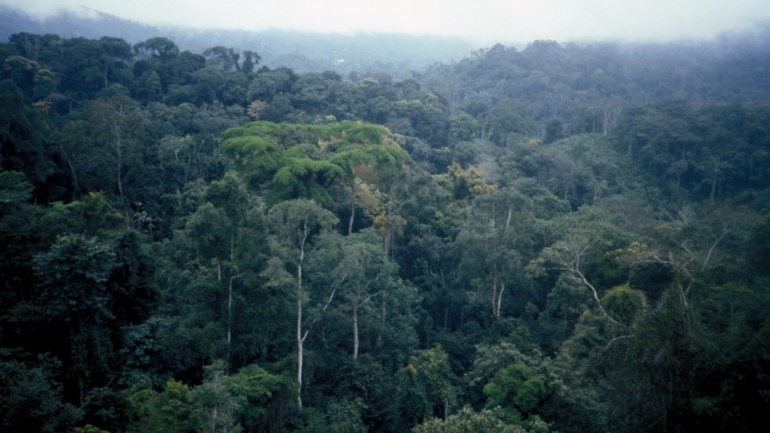 Africa’s carbon markets face their first real test under Article 6