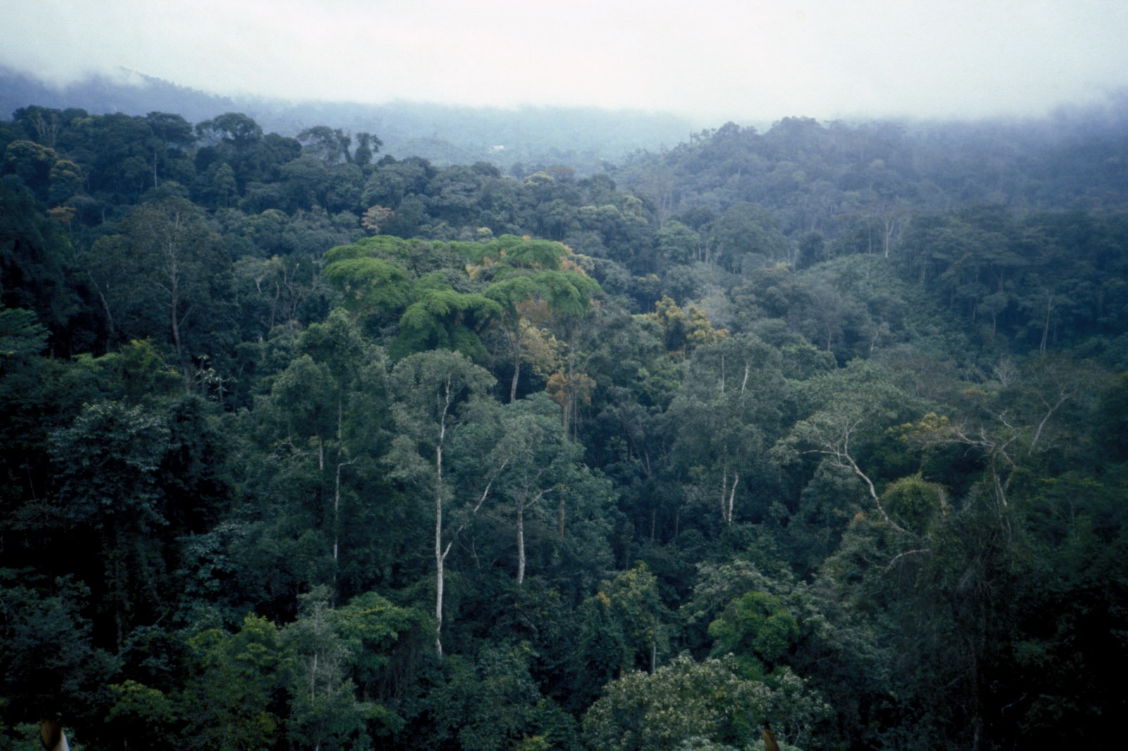 carbon markets