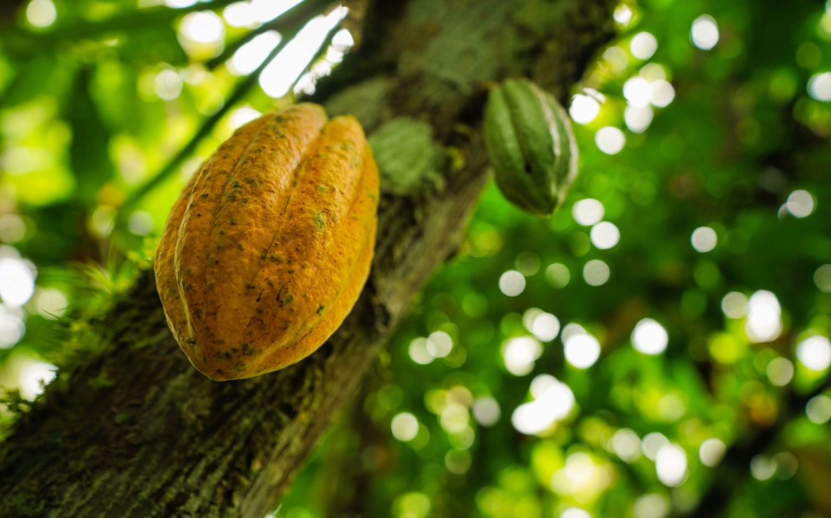 More Than Half of Nigeria’s Cocoa Farmers Could Lose EU Market Access as Deforestation Law Nears