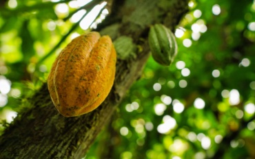 More Than Half of Nigeria’s Cocoa Farmers Could Lose EU Market Access as Deforestation Law Nears