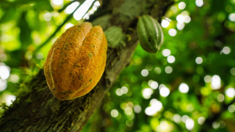 More Than Half of Nigeria’s Cocoa Farmers Could Lose EU Market Access as Deforestation Law Nears