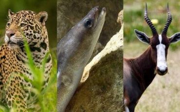 Vantara Hits Pause on Wild Animal Imports as CITES Meeting in Geneva Looms
