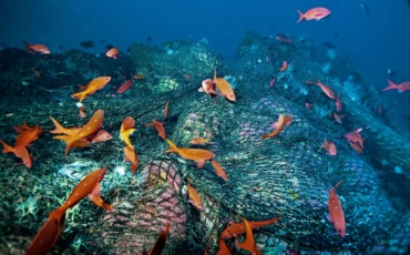 Seamounts Under Threat: Can Governments Turn Ocean Promises into Protection?