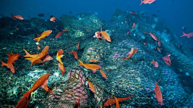 Seamounts Under Threat: Can Governments Turn Ocean Promises into Protection?