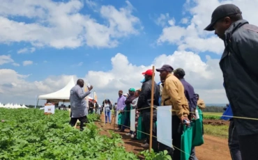 Kenya Turns to Research and Investment to Build a Climate-Resilient Potato Sector