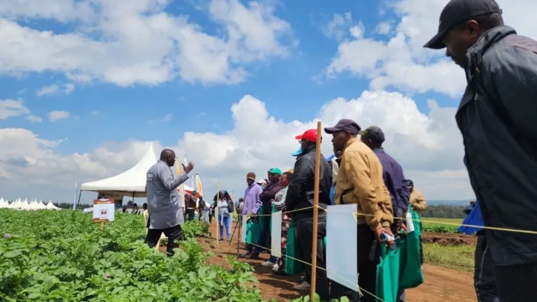 Kenya Turns to Research and Investment to Build a Climate-Resilient Potato Sector