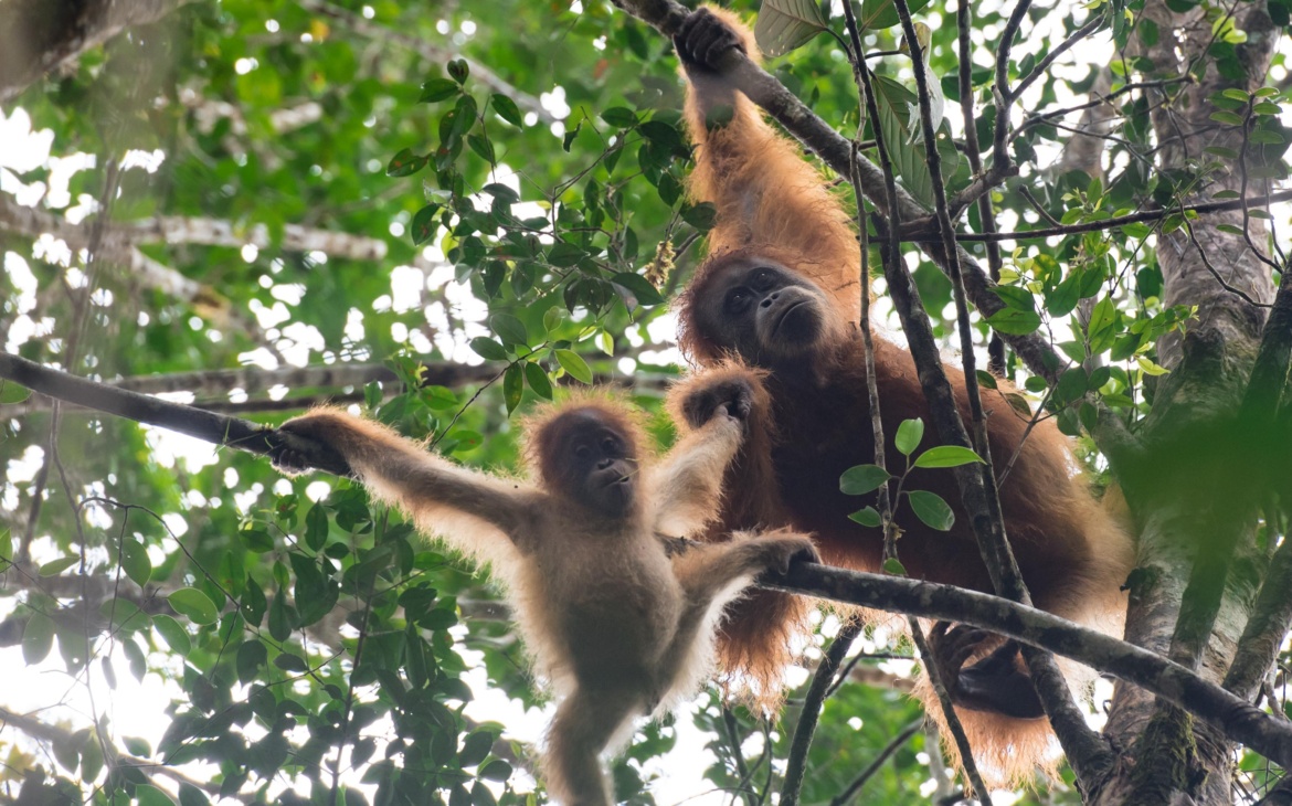 As COP17 Meets, World’s Rarest Great Ape Faces a Make-or-Break Test in Indonesia