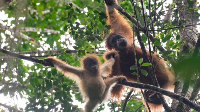 As COP17 Meets, World’s Rarest Great Ape Faces a Make-or-Break Test in Indonesia
