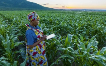 Digital Tools for Export-Ready Farming in Kenya