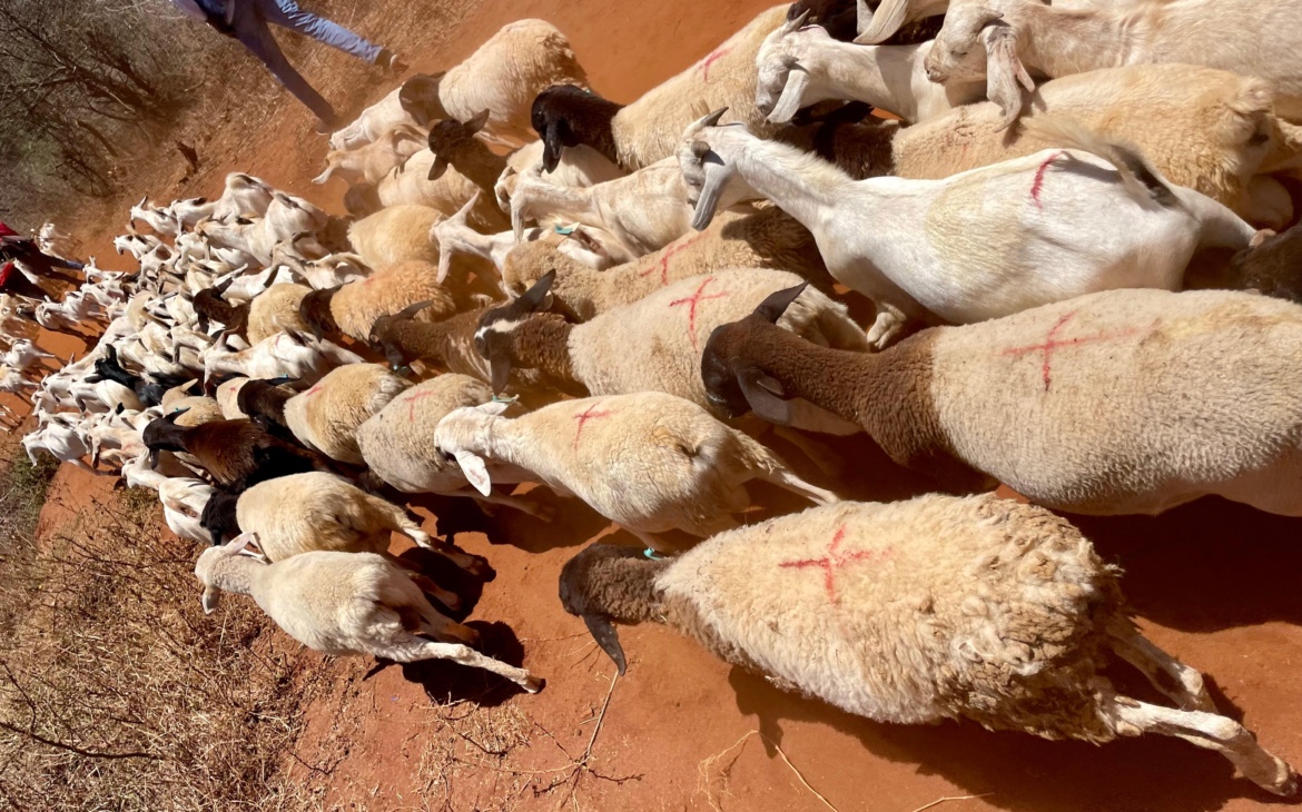 In Kajiado’s Drylands, Collective Selling of Small Herds Is Changing the Livestock Trade