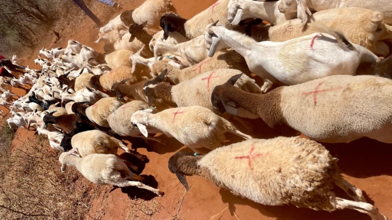 In Kajiado’s Drylands, Collective Selling of Small Herds Is Changing the Livestock Trade