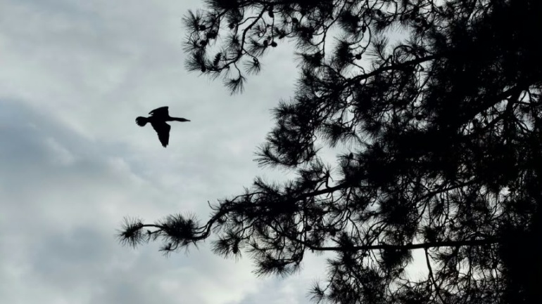 The humans – Asa the tree