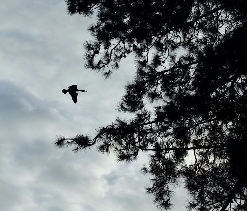 The humans – Asa the tree