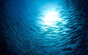 Why Africa Must Look to What Already Exists in Its Blue Economy