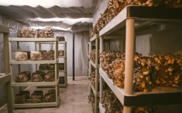“There Is No Shortcut”: A Kiambu Grower’s Decade in Mushrooms