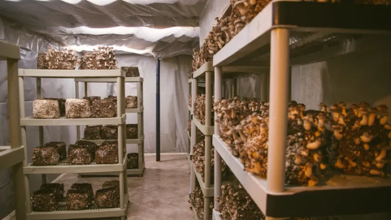 “There Is No Shortcut”: A Kiambu Grower’s Decade in Mushrooms