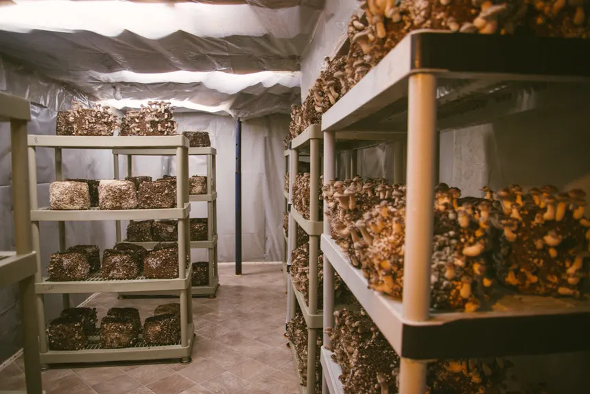 “There Is No Shortcut”: A Kiambu Grower’s Decade in Mushrooms