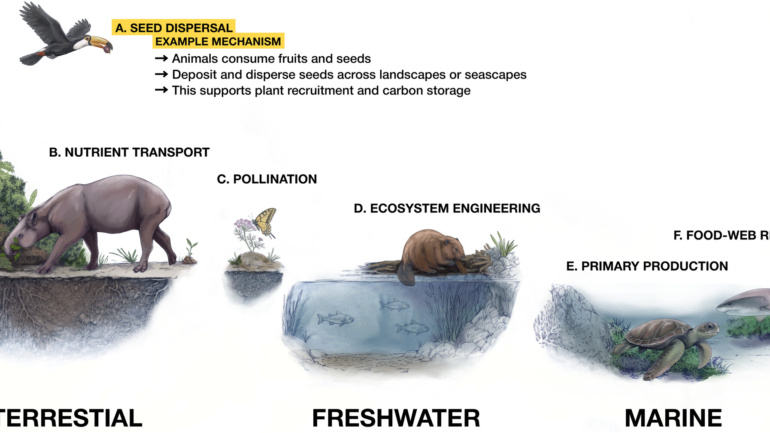 Wild Animals Are Climate Actors, Not Just Victims, Scientists Say
